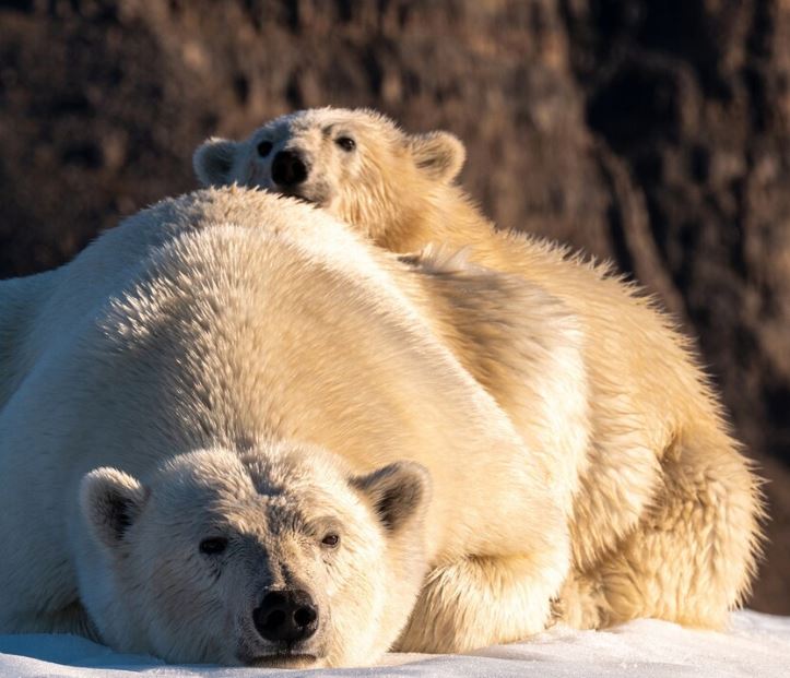 Veterinärmediziner, 